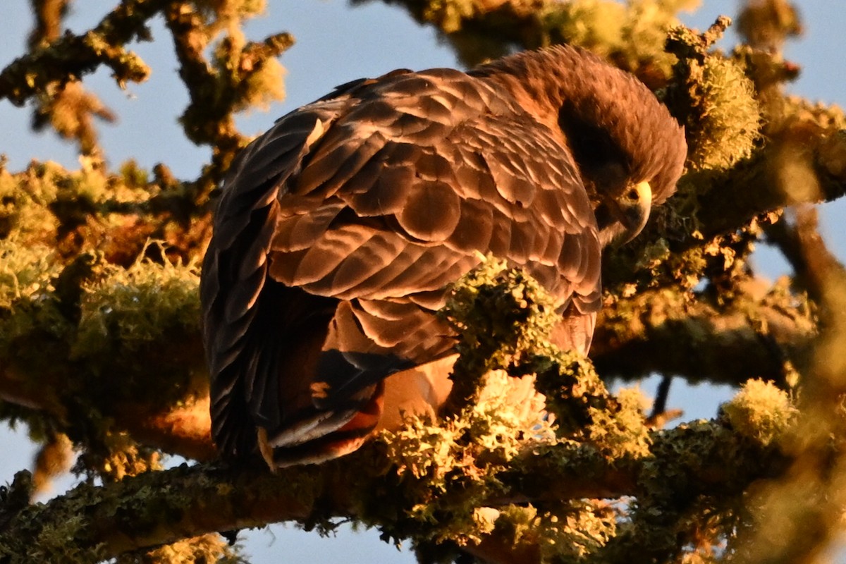 Red-tailed Hawk - ML643495899