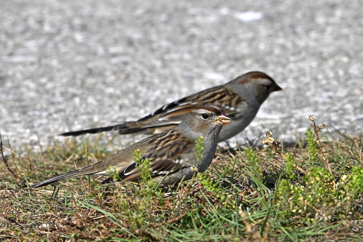 White-crowned Sparrow - ML643495918