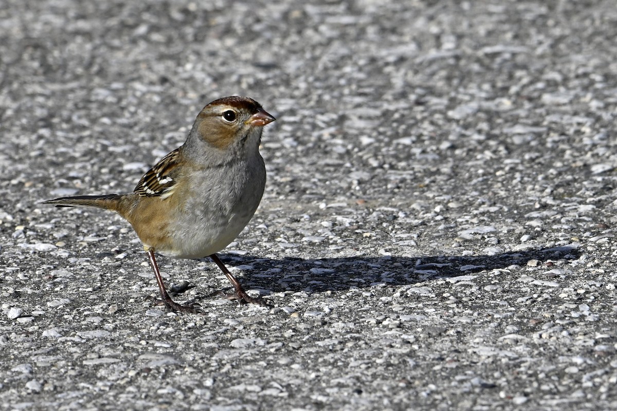 White-crowned Sparrow - ML643495926