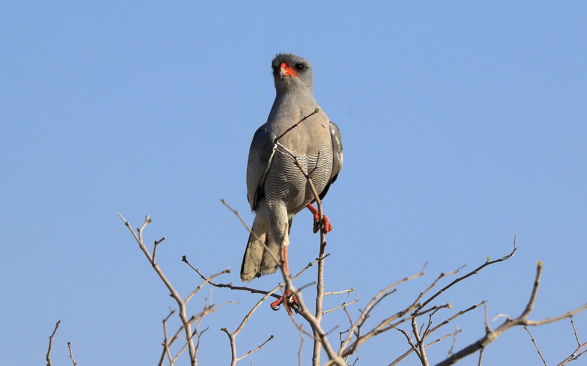 Pale Chanting-Goshawk - ML643495936