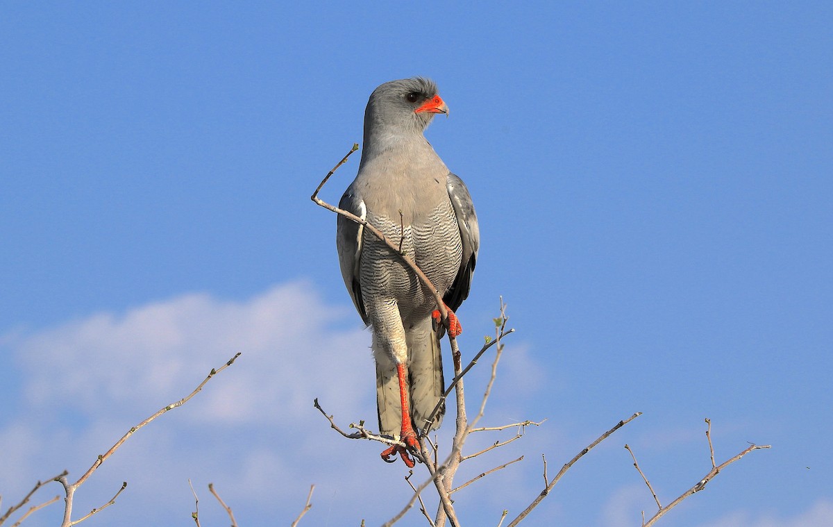 Pale Chanting-Goshawk - ML643495937