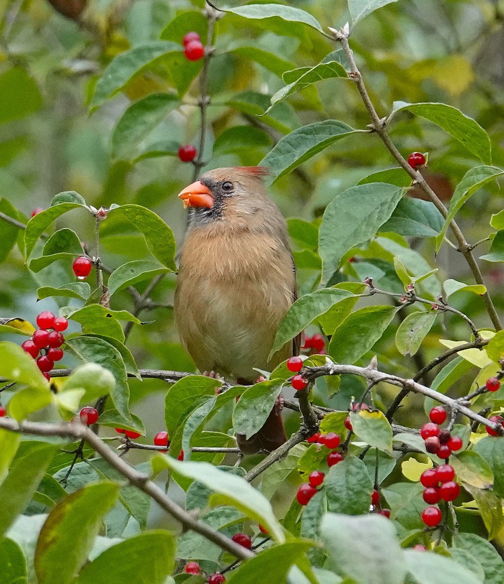 Northern Cardinal - ML643495939