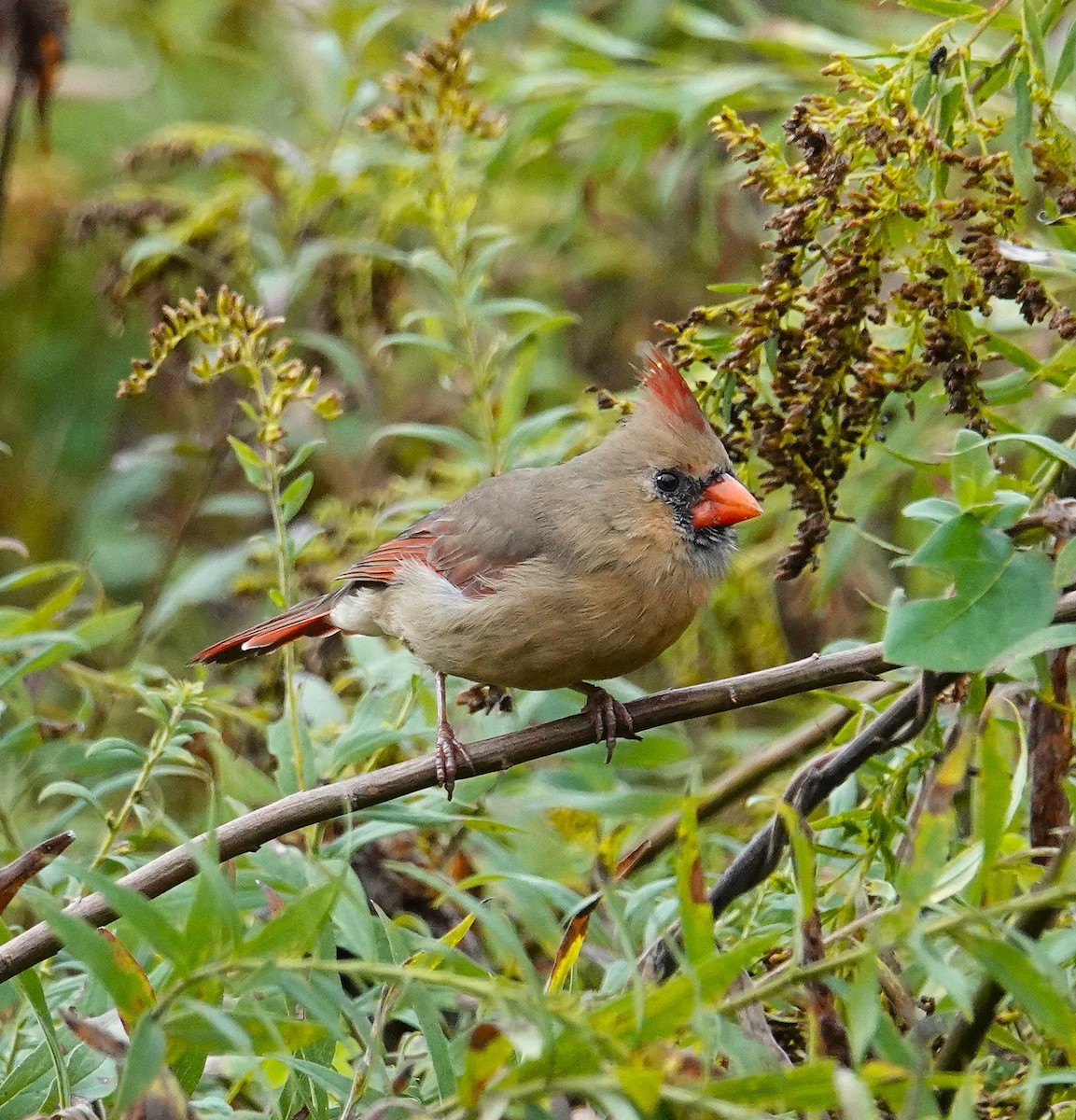 Northern Cardinal - ML643495940