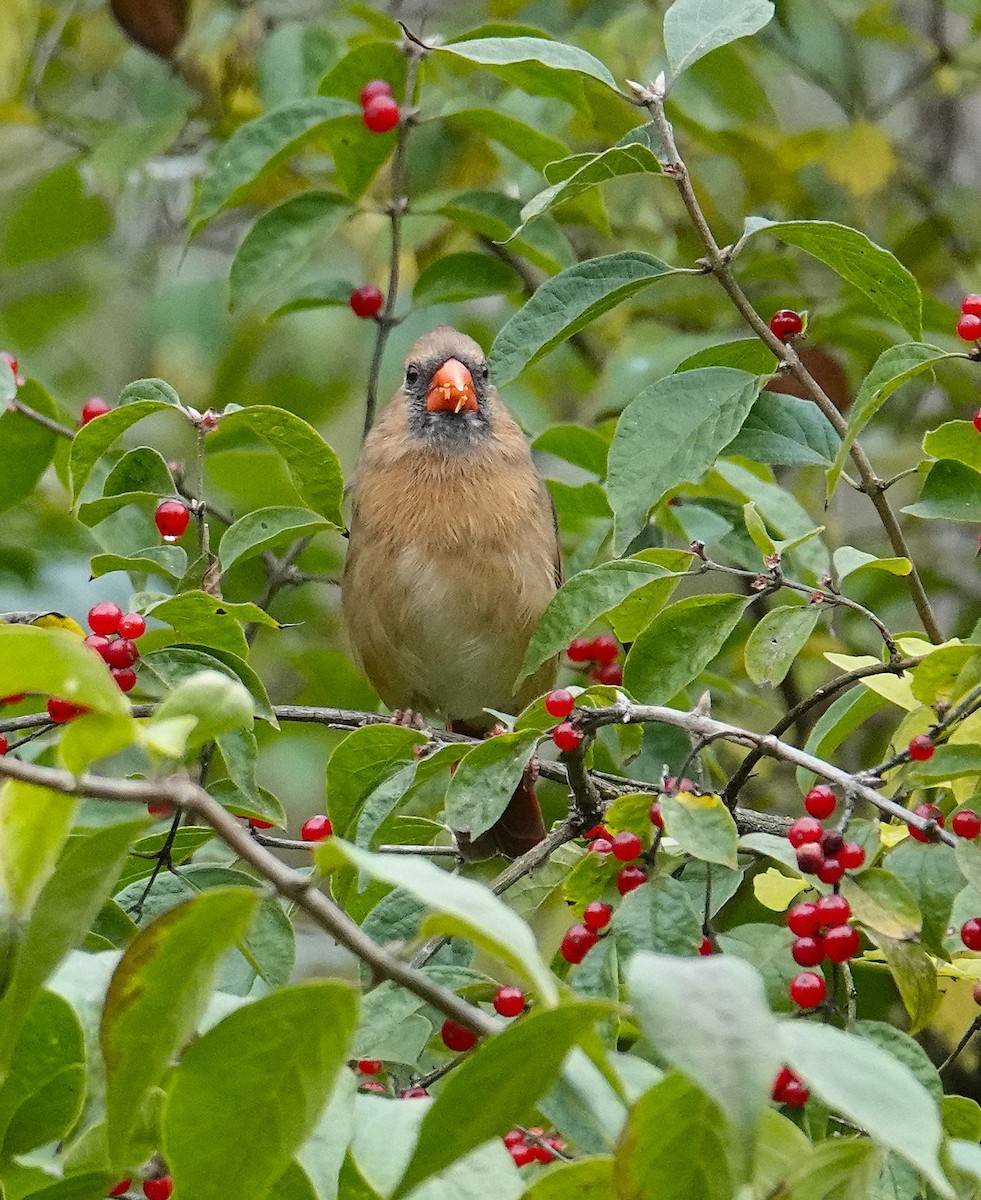 Northern Cardinal - ML643495941