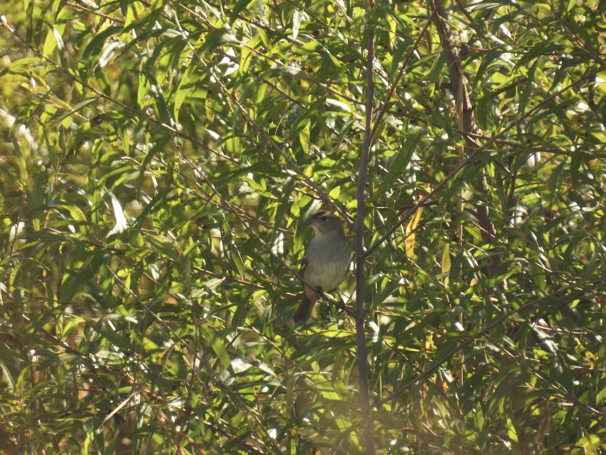 White-crowned Sparrow - ML643495949