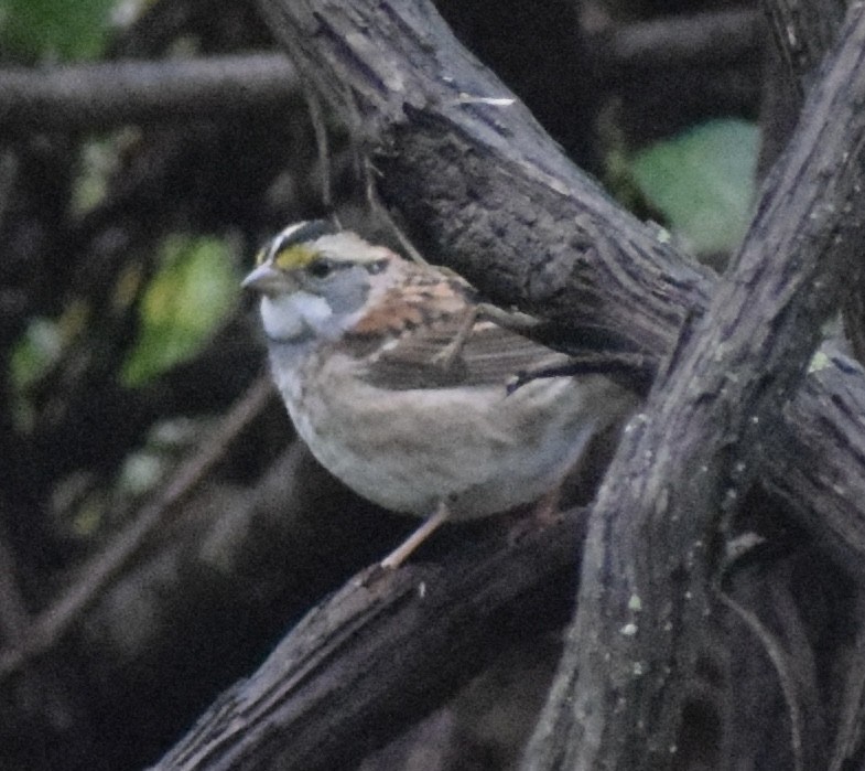 Weißkehlammer - ML643495953