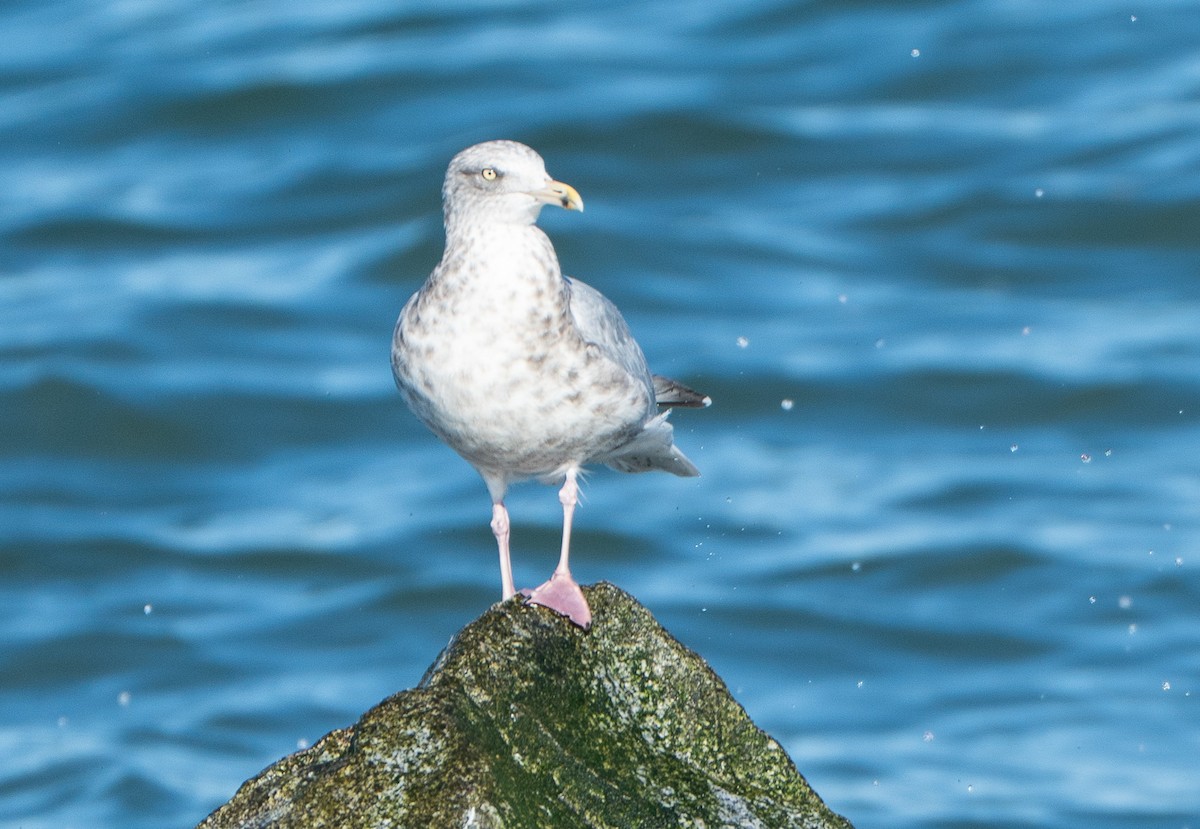 American Herring Gull - ML643495957