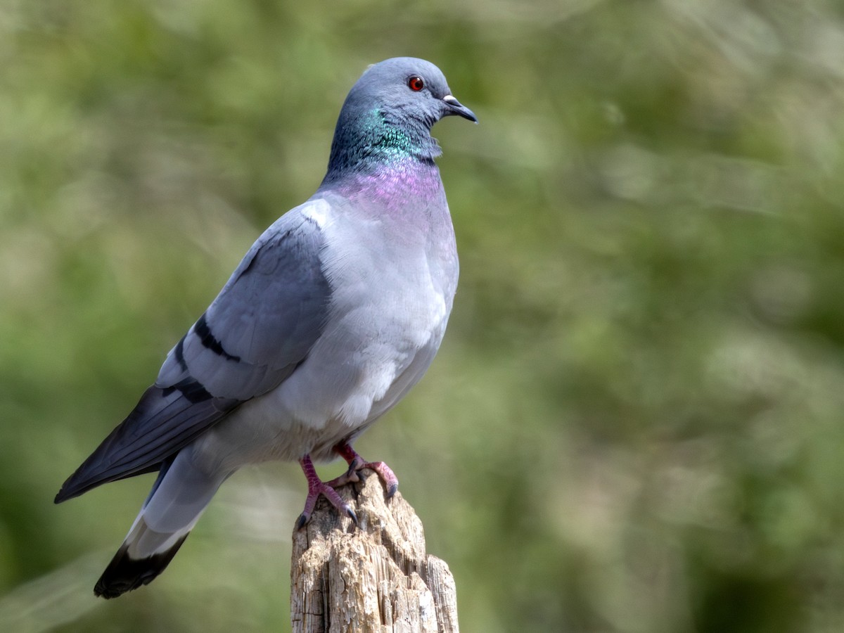 Hill Pigeon - ML643495979