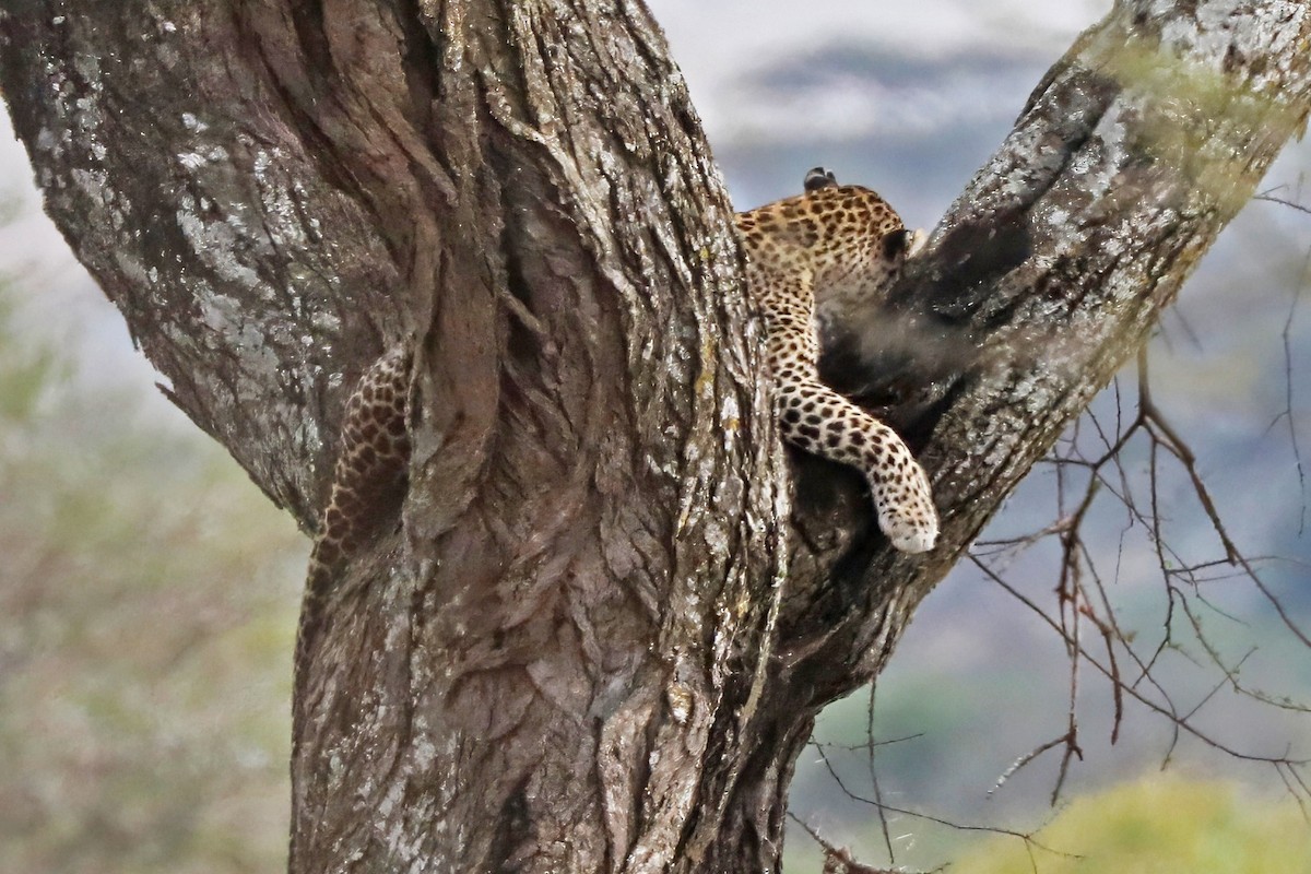 African Leopard - ML643495985