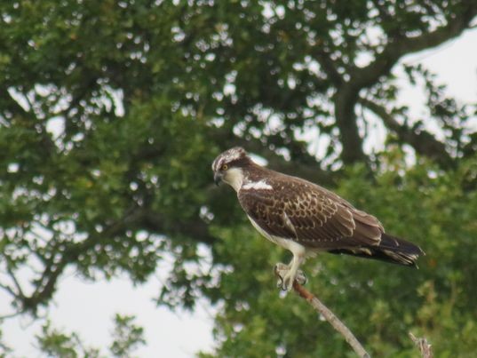 Balbuzard pêcheur - ML643495990