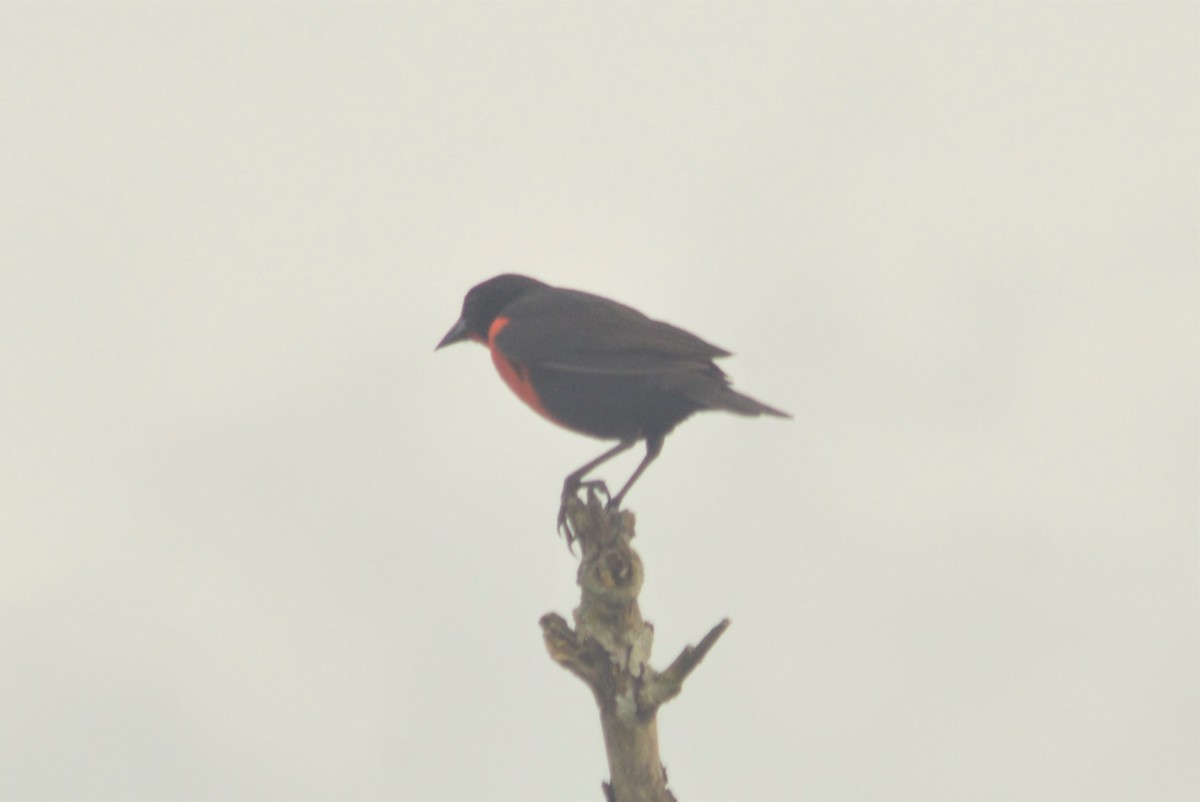 Red-breasted Meadowlark - ML643495992