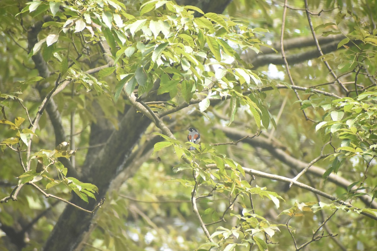 White-browed Shrike-Babbler - ML643495999