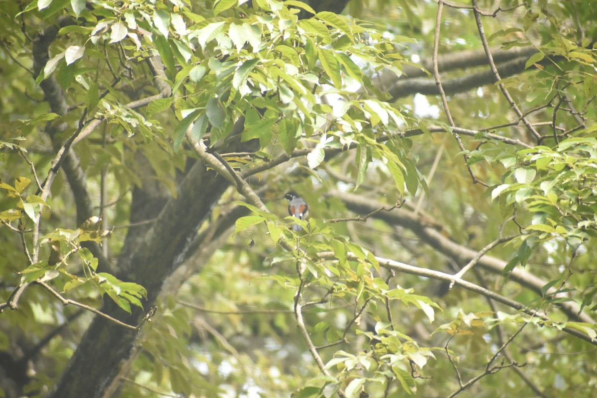 White-browed Shrike-Babbler - ML643496000