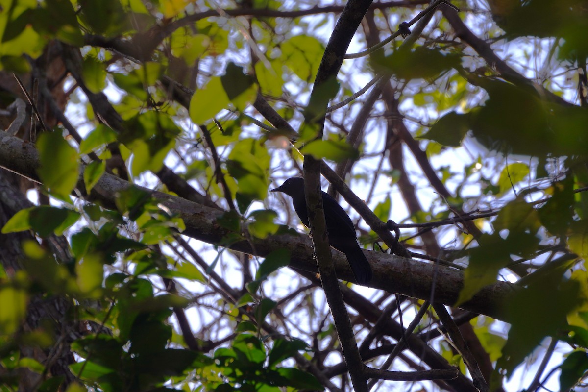 Black Catbird - ML643496003