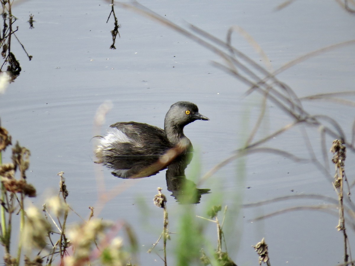 Least Grebe - ML643496008