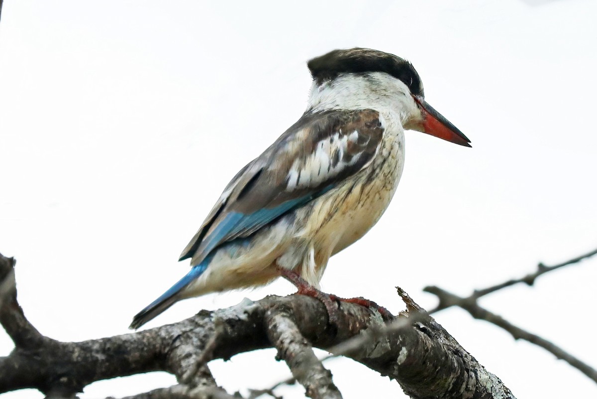 Striped Kingfisher - ML643496017