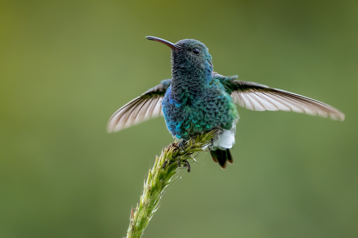 kolibřík zářivý - ML643496031