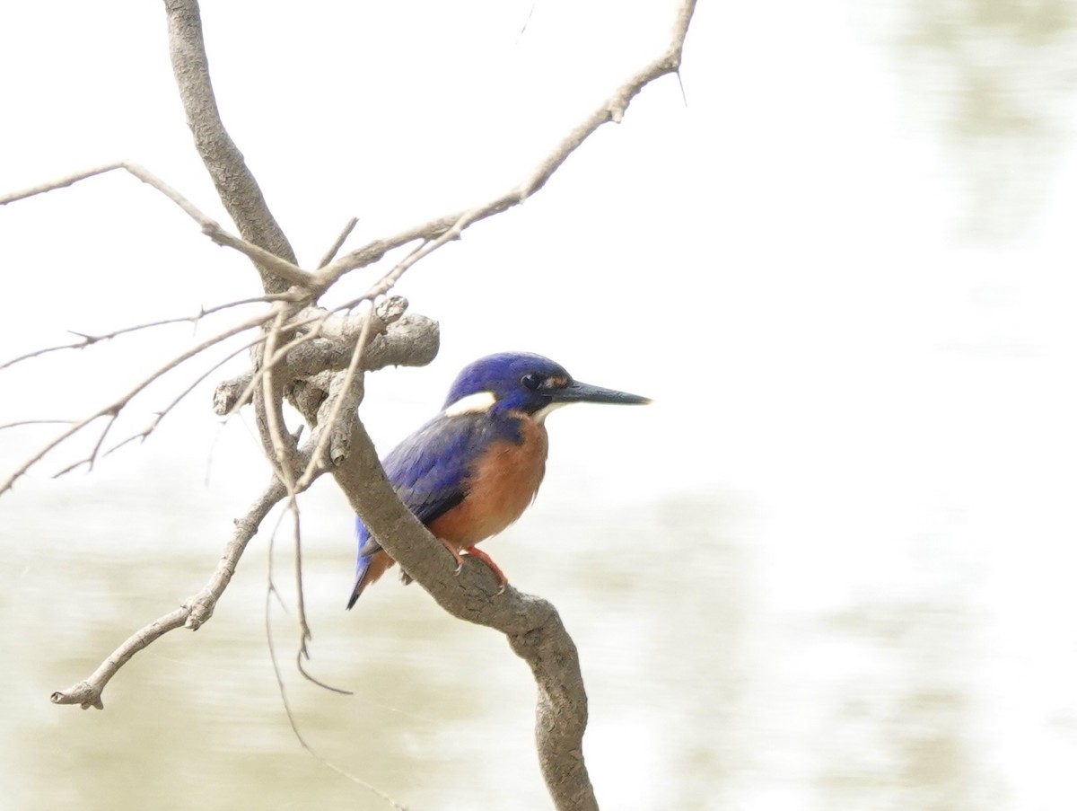 Azure Kingfisher - ML643496035