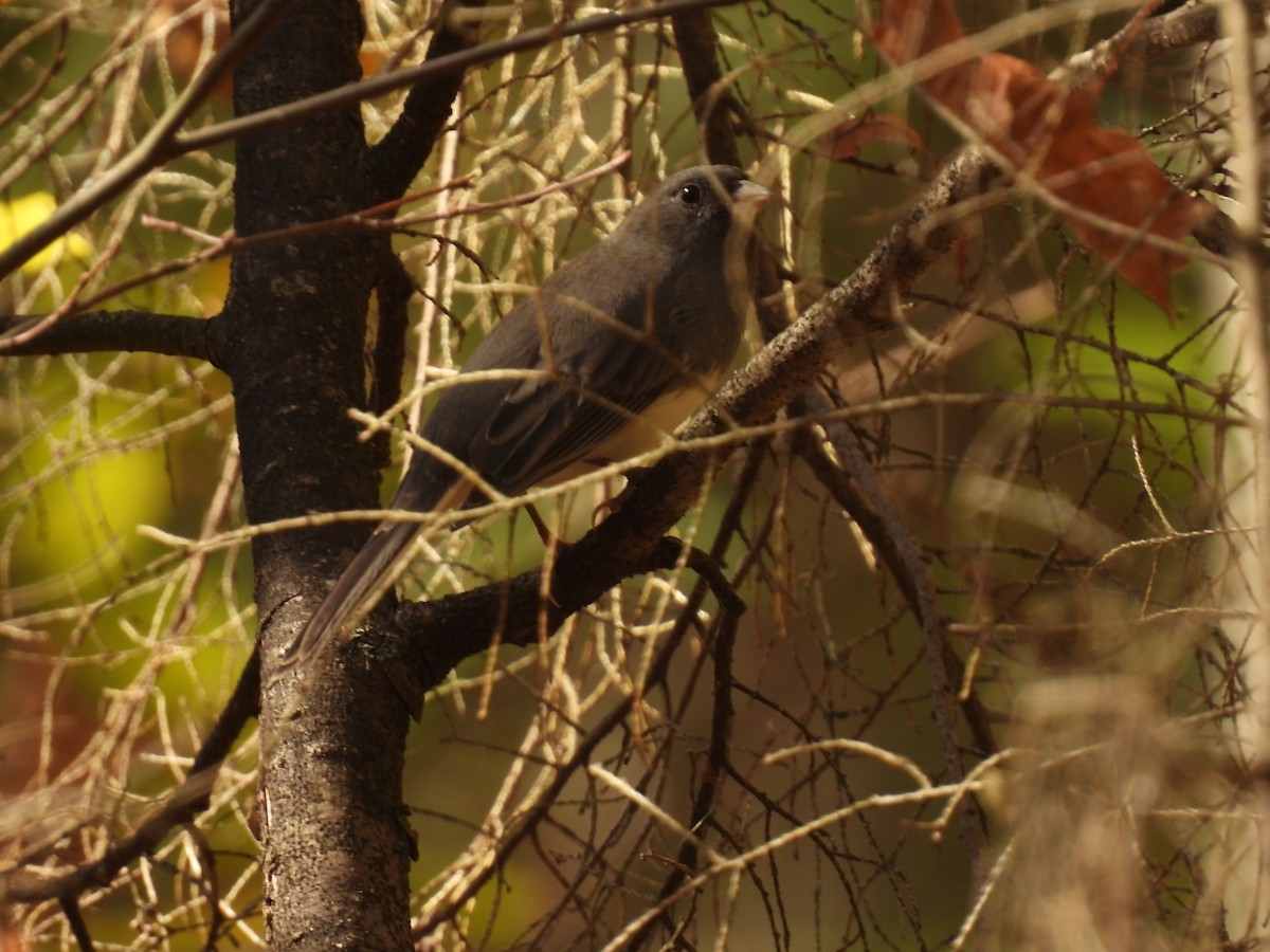 Junco ardoisé - ML643496040