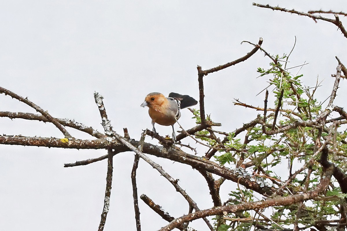 Red-throated Tit - ML643496042