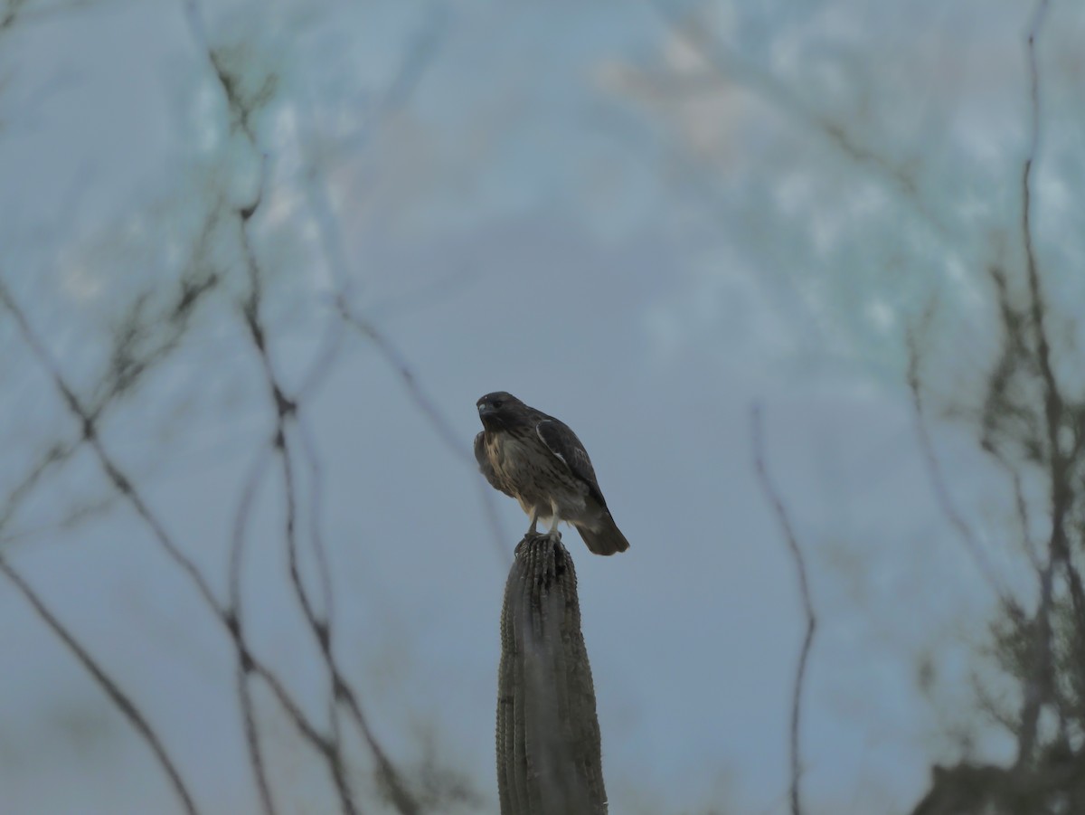 Red-tailed Hawk - ML643496061