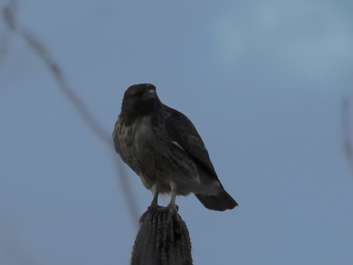 Red-tailed Hawk - ML643496062