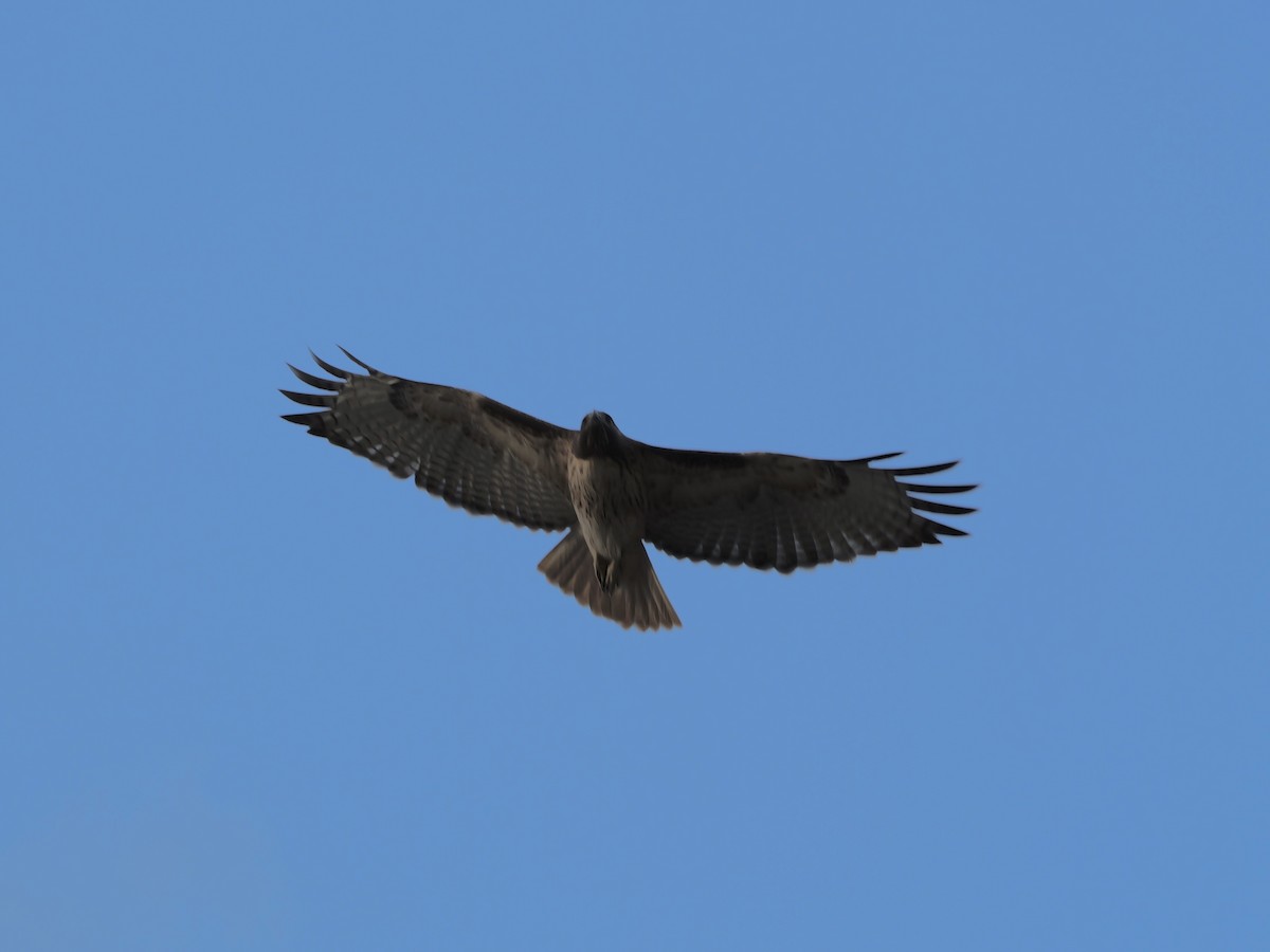 Red-tailed Hawk - ML643496063