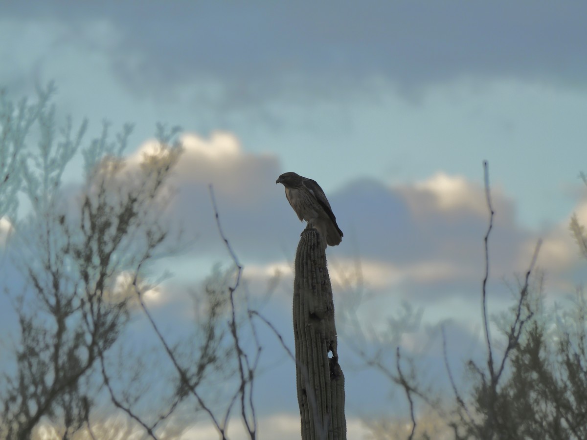 Red-tailed Hawk - ML643496064