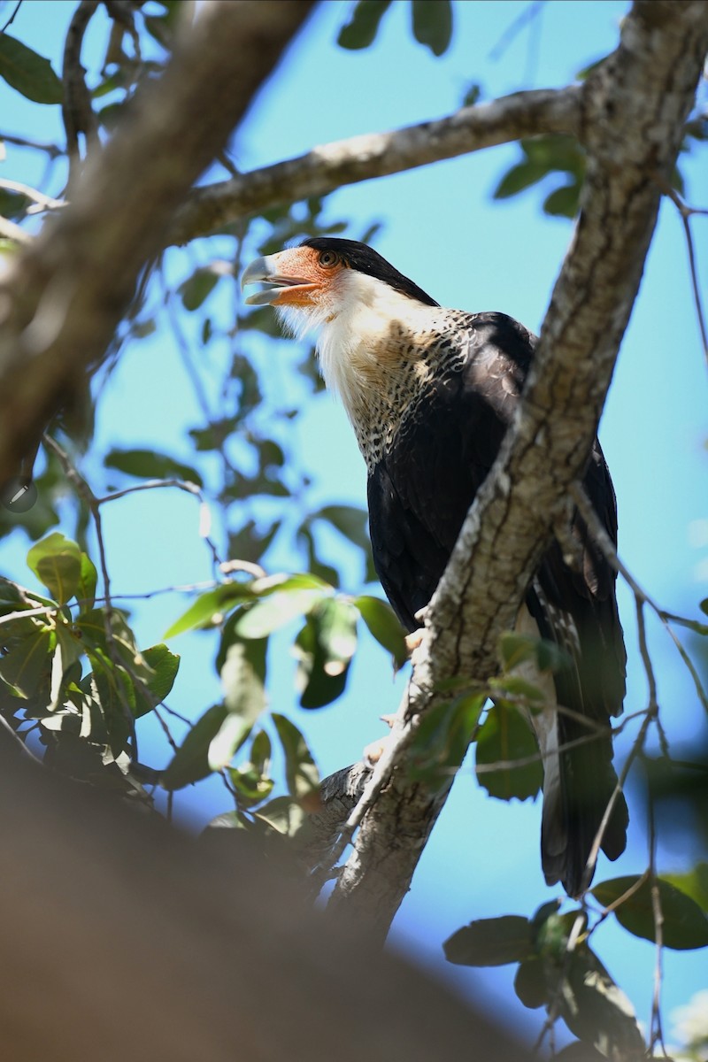 Crested Caracara (Northern) - ML643496069