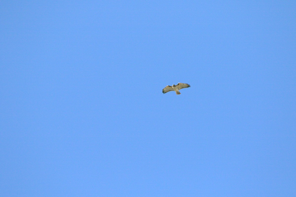 Red-tailed Hawk - ML643496070