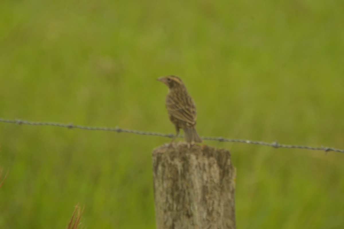 Red-breasted Meadowlark - ML643496071