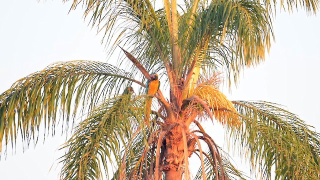 Guacamayo Barbiazul - ML643496081