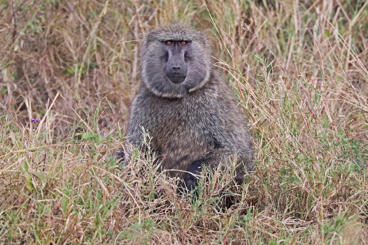 Olive Baboon - ML643496082