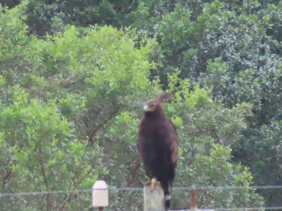 Long-crested Eagle - ML643496089