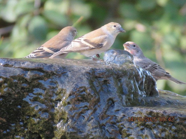 House Finch - ML643496090
