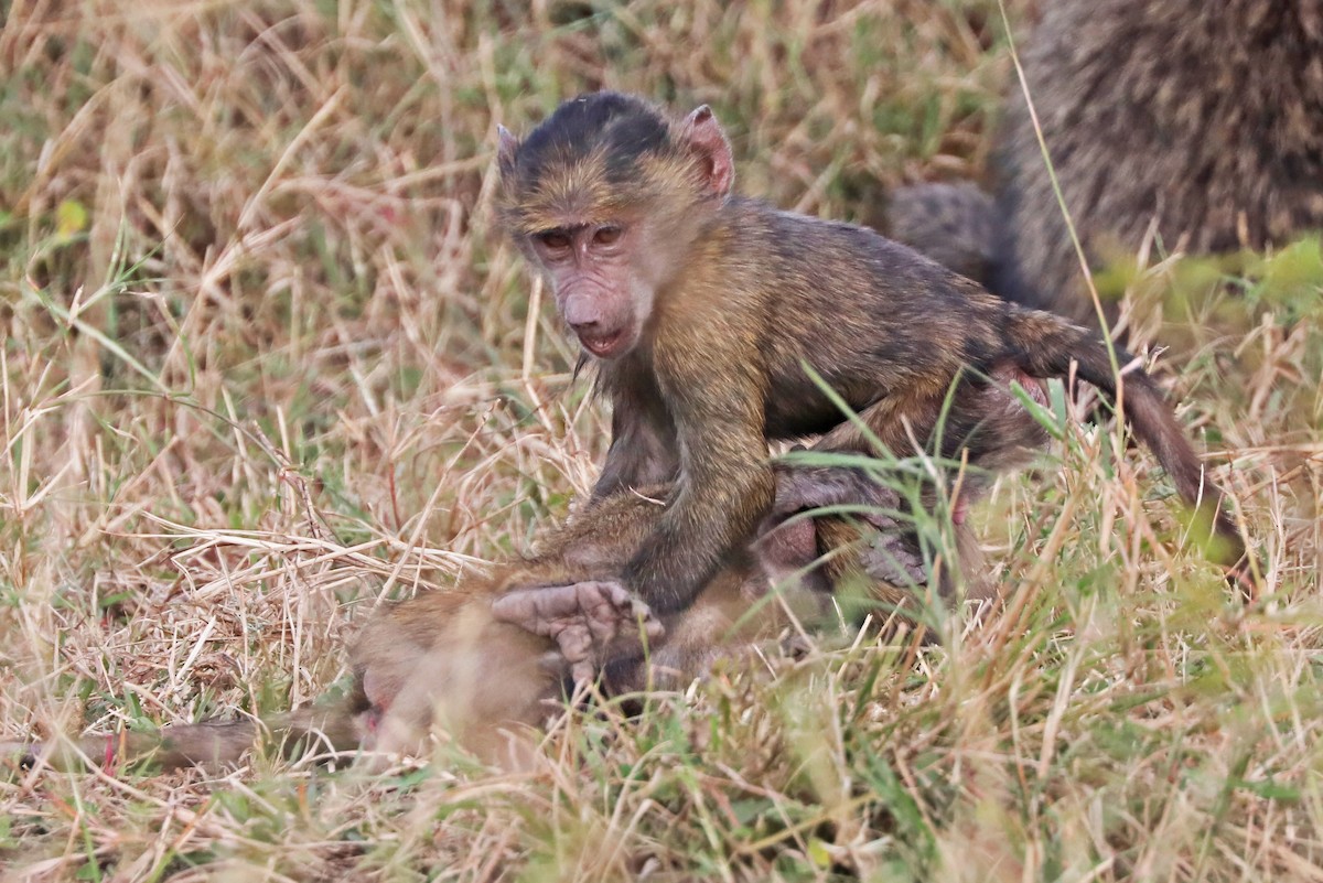 Olive Baboon - ML643496094