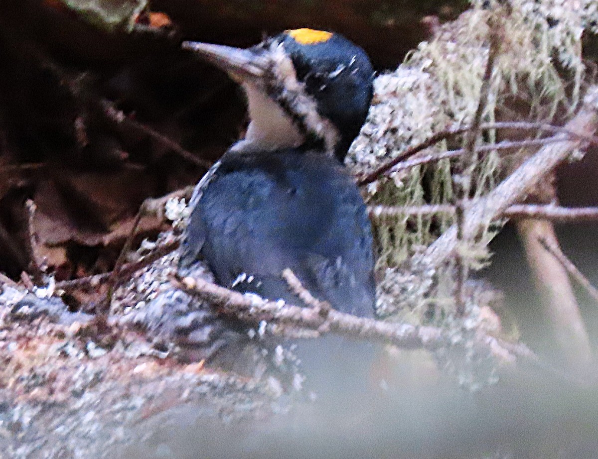Black-backed Woodpecker - ML643496097