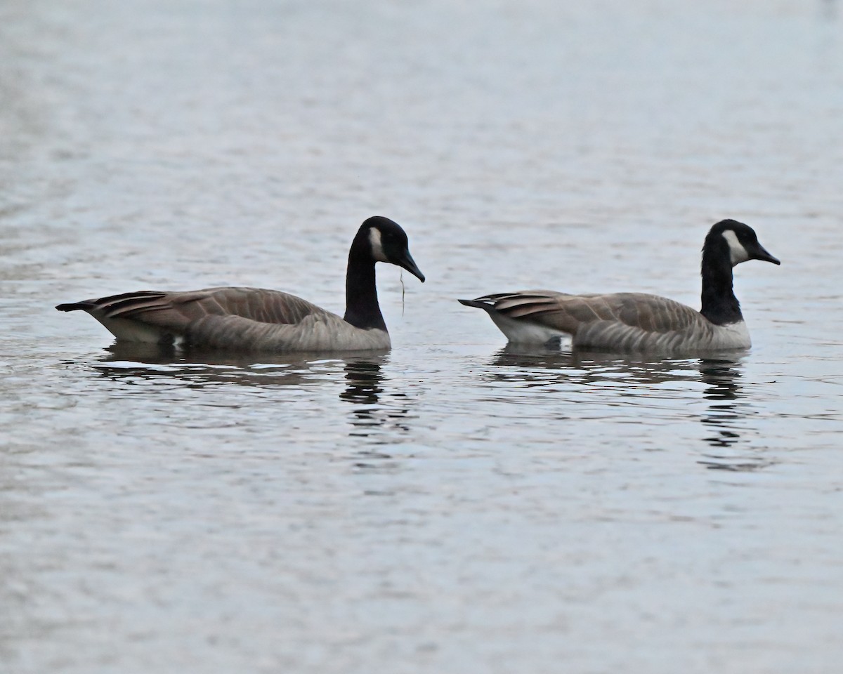 Branta kanadar handia - ML643496111