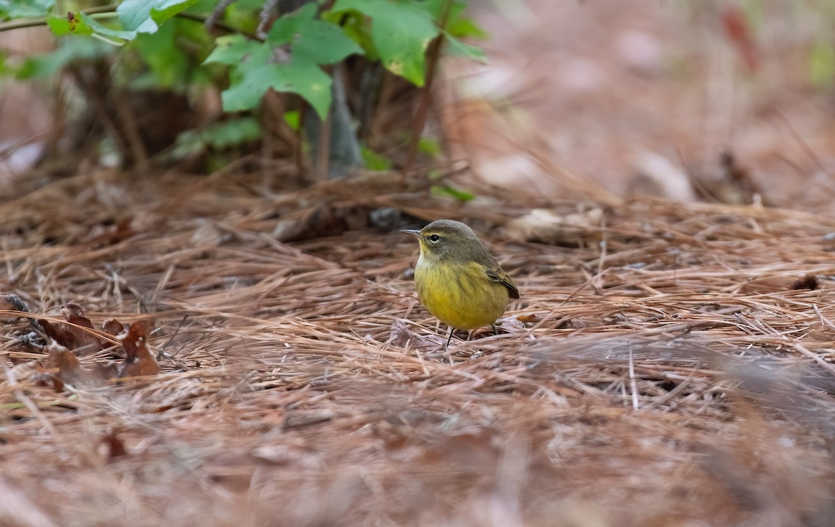 Palm Warbler (Yellow) - ML643496113