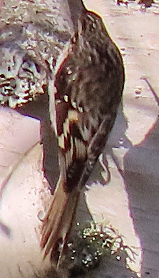 Brown Creeper - ML643496114