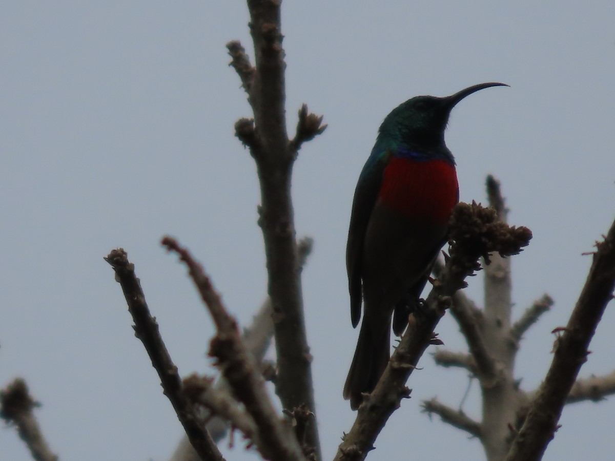 Greater Double-collared Sunbird - ML643496116
