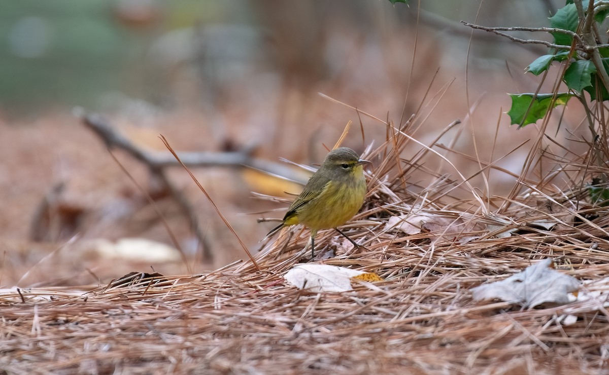 Palm Warbler (Yellow) - ML643496124
