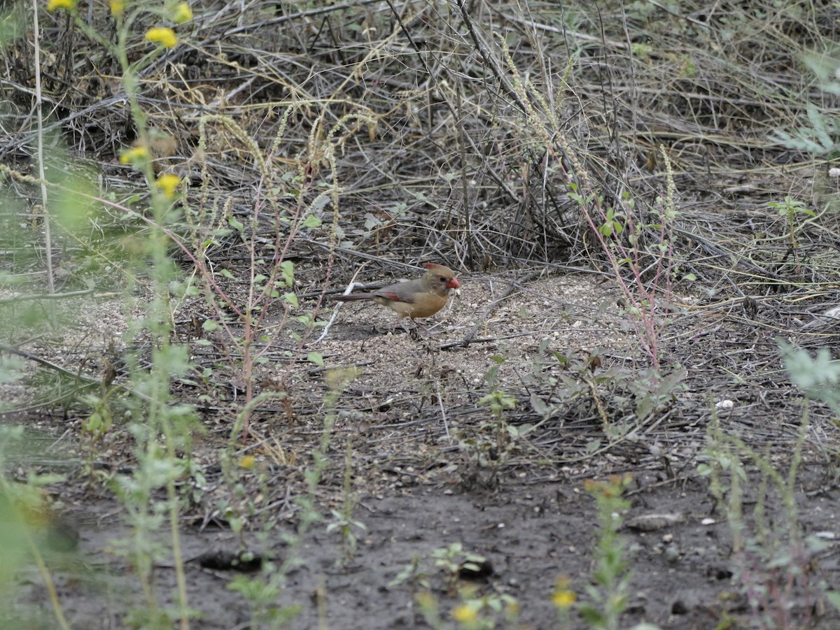 Northern Cardinal - ML643496125
