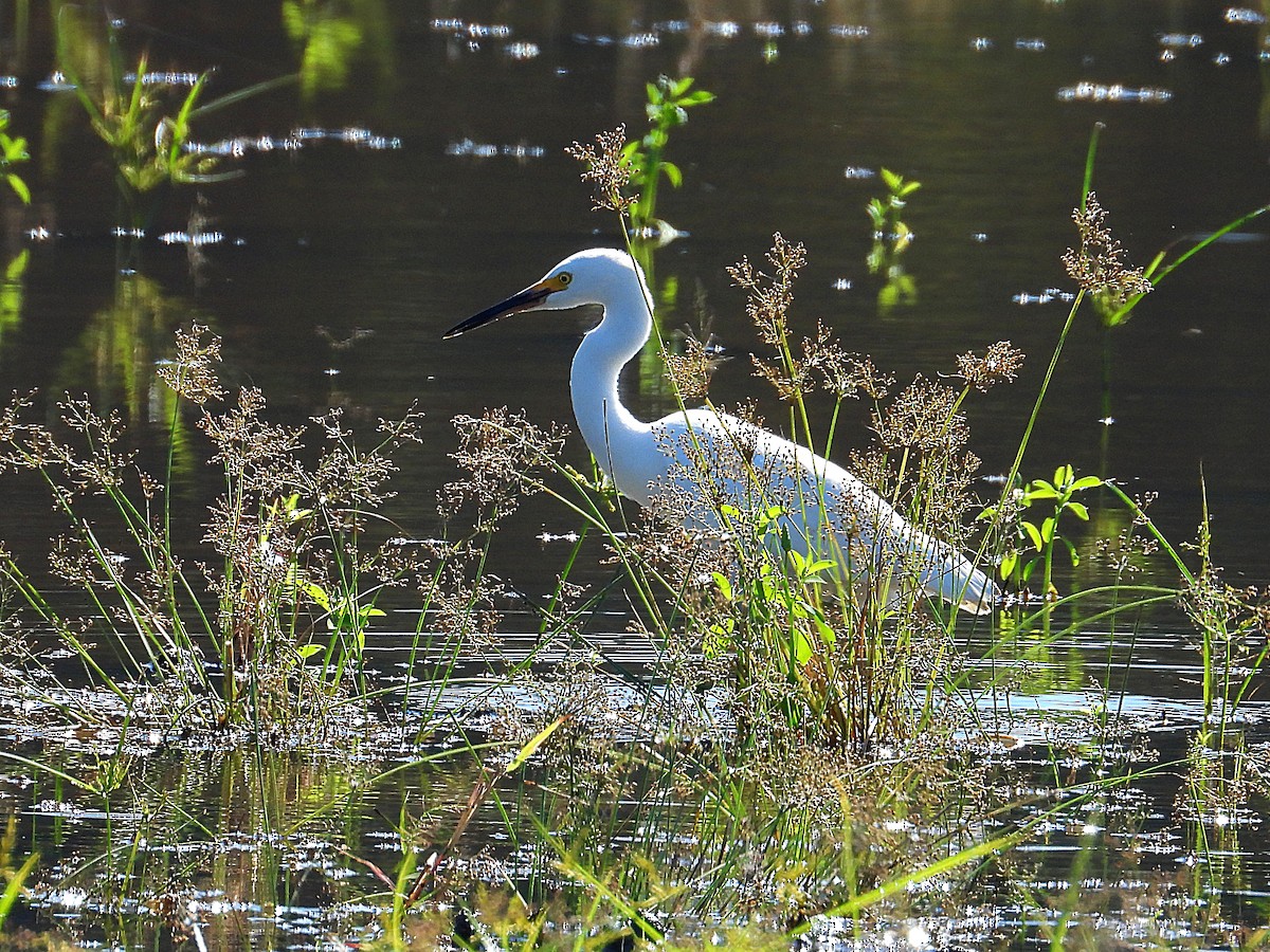 Snowy Egret - ML643496130