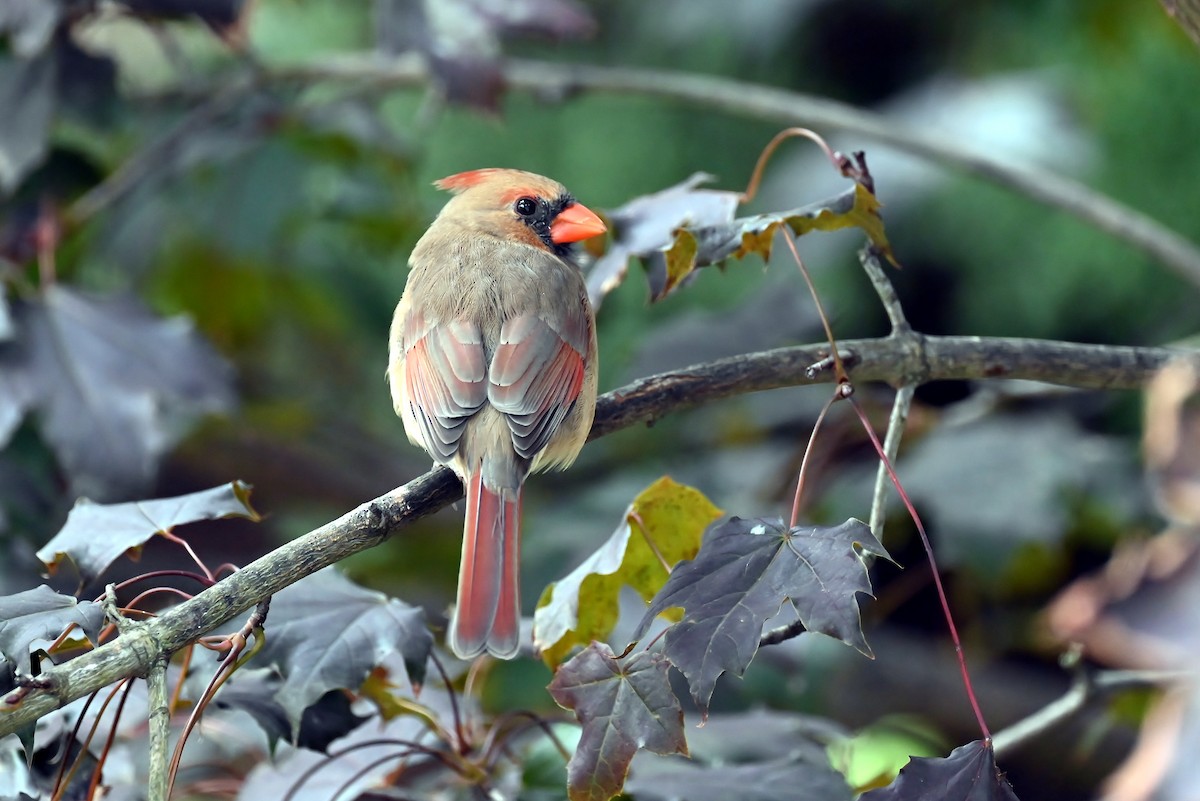 Northern Cardinal - ML643496132