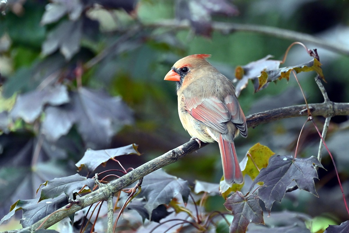 Northern Cardinal - ML643496133