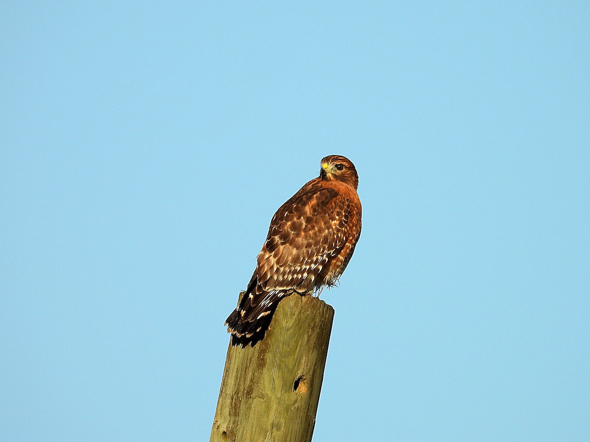 Red-shouldered Hawk - ML643496138