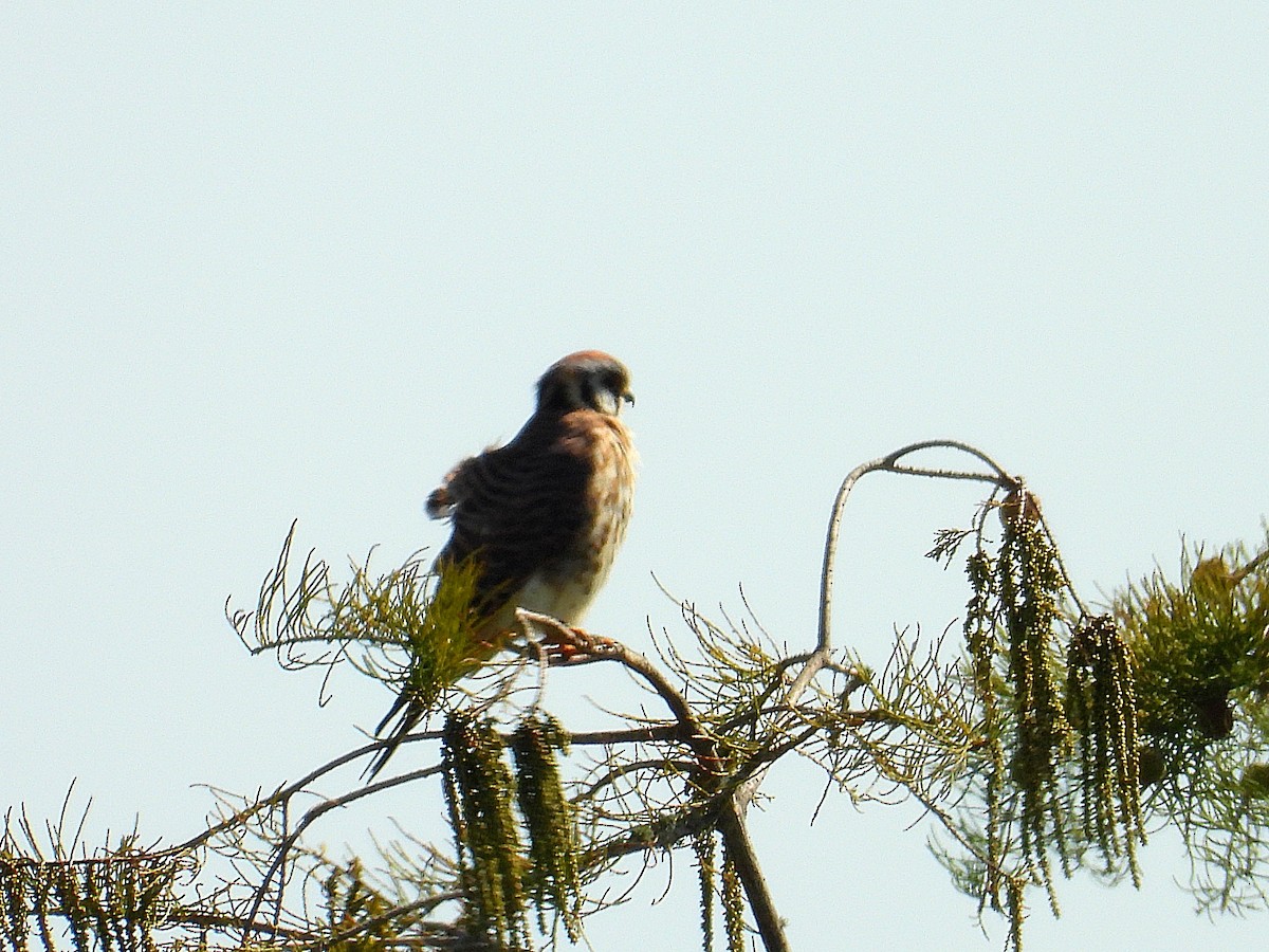 American Kestrel - ML643496159