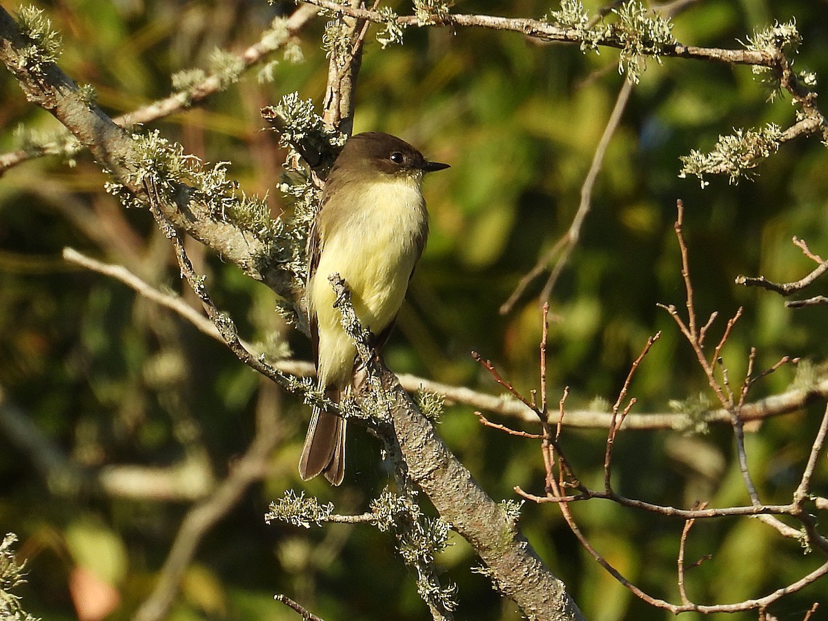 Eastern Phoebe - ML643496165