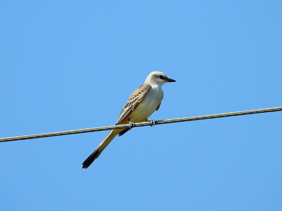 Scissor-tailed Flycatcher - ML643496178